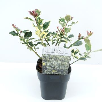Ilex aquifolium 'Argentea Marginata'