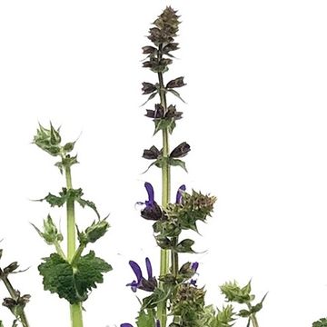 Salvia 'Azure Snow'