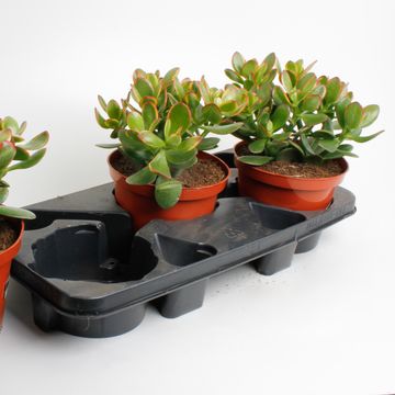 Crassula ovata 'Sunset'