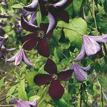 Clematis 'Black Prince' (Vt)