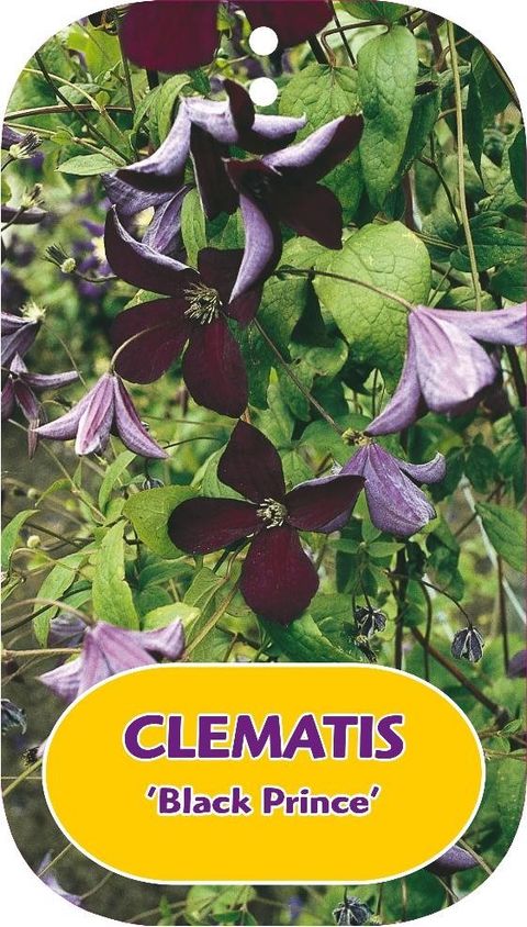 Clematis 'Black Prince' (Vt)