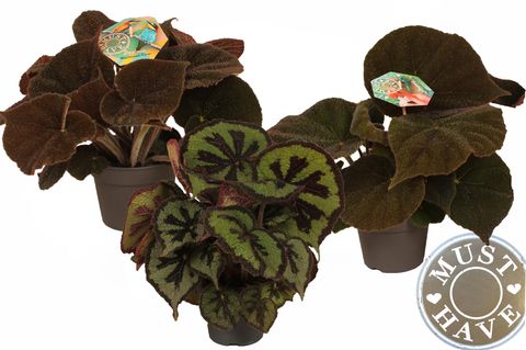 Begonia masoniana MIX