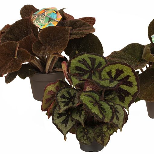 Begonia masoniana MIX