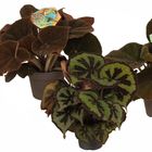 Begonia masoniana MIX