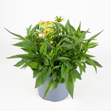Rudbeckia fulgida 'Little Goldstar'