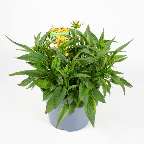 Rudbeckia fulgida 'Little Goldstar'