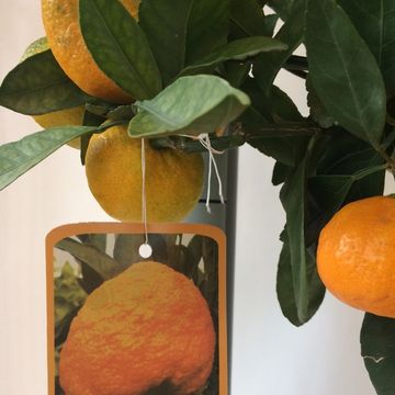 Citrus unshiu 'Satsuma'
