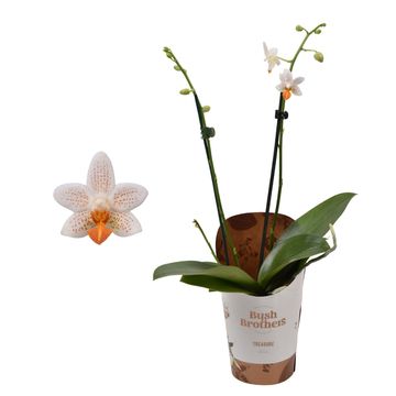 Phalaenopsis 'Mini Mark'