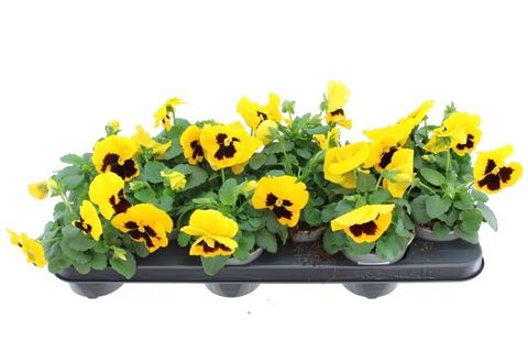 Viola x wittrockiana DELTA F1 YELLOW WITH BLOTCH