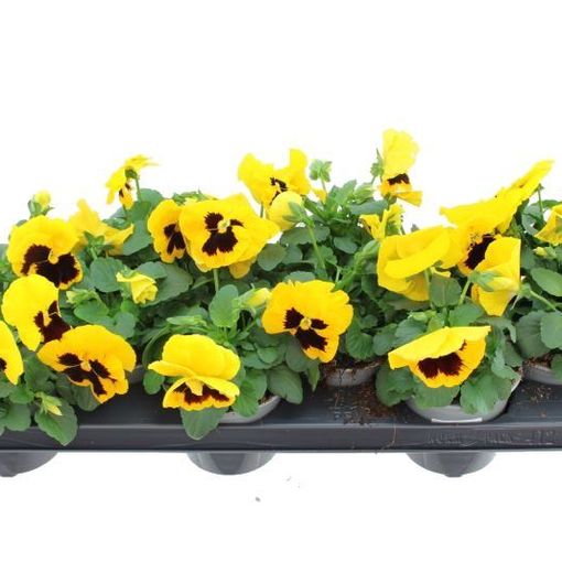 Viola x wittrockiana DELTA F1 YELLOW WITH BLOTCH