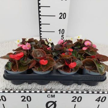 Begonia 'New Globe Scarlet'