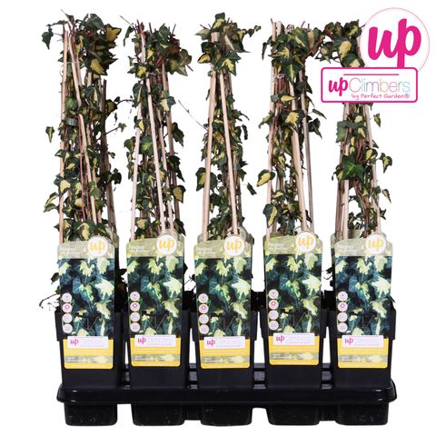 Hedera helix 'Goldheart'