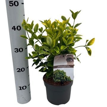 Euonymus japonicus 'Aureomarginatus'