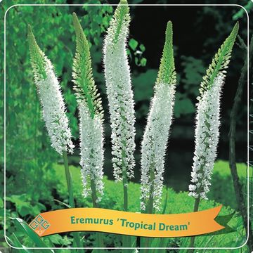 Eremurus 'Tropical Dream'