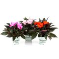 Impatiens NEW GUINEA MIX