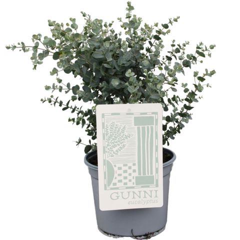 Eucalyptus gunnii