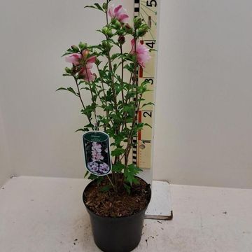 Hibiscus syriacus 'Lady Stanley'