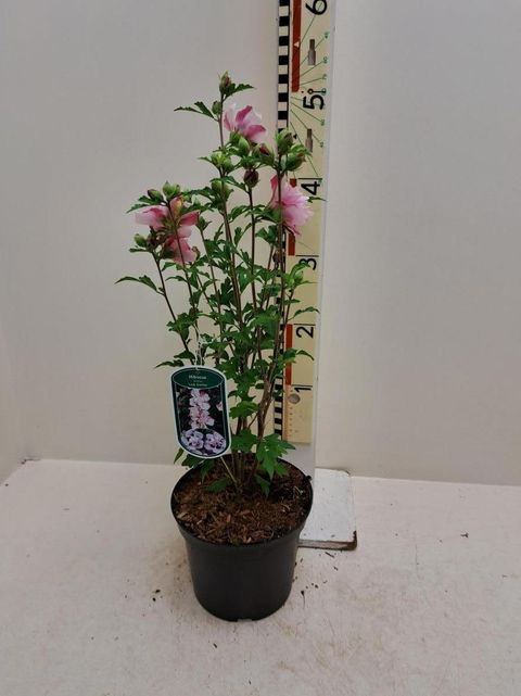 Hibiscus syriacus 'Lady Stanley'
