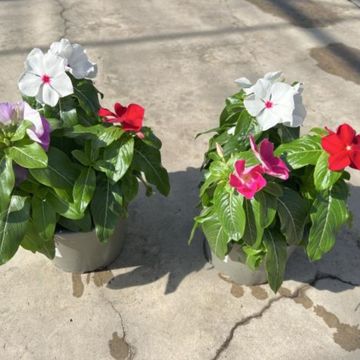 Catharanthus roseus MIX IN POT