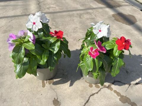 Catharanthus roseus MIX IN POT