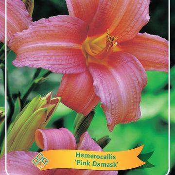 Hemerocallis 'Pink Damask'