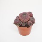 Sulcorebutia rauschii