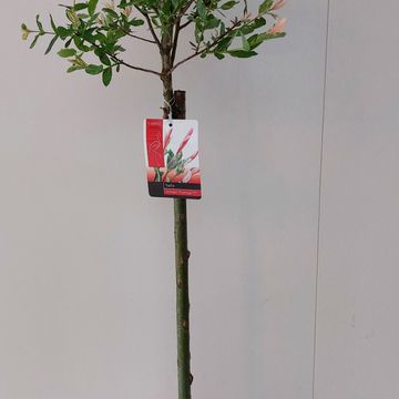 Salix integra 'Flamingo'