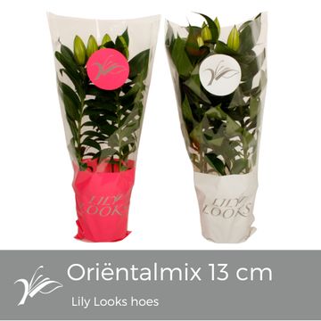 Lilium ORIENTAL HYBRID MIX
