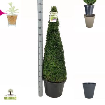 Buxus sempervirens