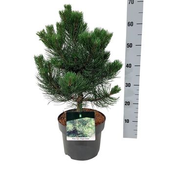 Pinus nigra 'Oregon Green'