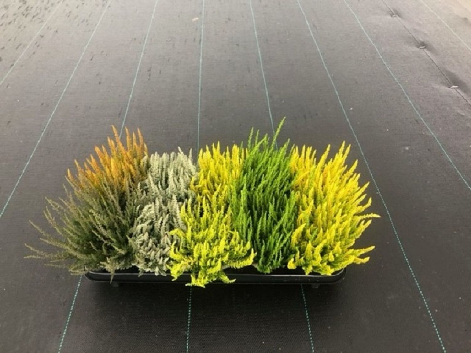 Calluna vulgaris SUNSET MIX — Plant Wholesale FlorAccess