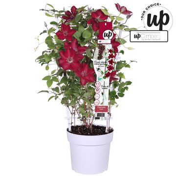 Clematis BOULEVARD NUBIA