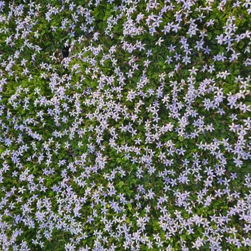 Isotoma fluviatilis 'Dark Blue'
