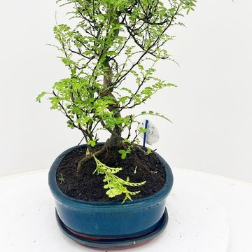 Zanthoxylum piperitum