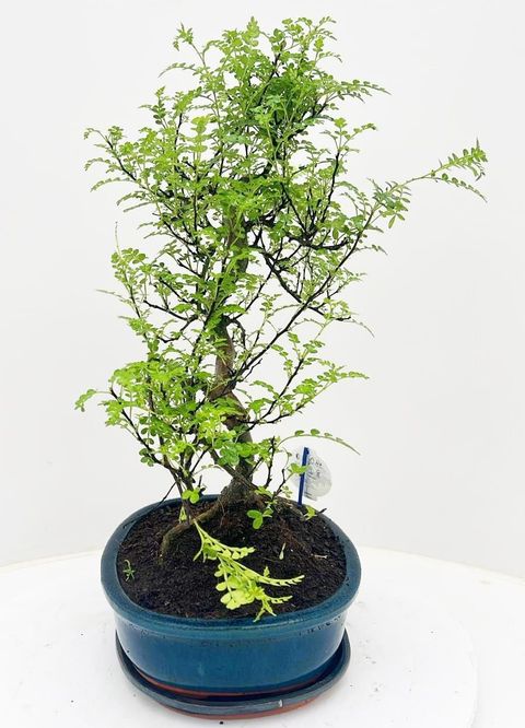 Zanthoxylum piperitum