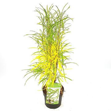 Frangula alnus FINE LINE