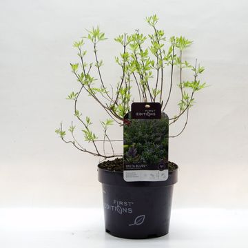 Vitex agnus-castus DELTA BLUES