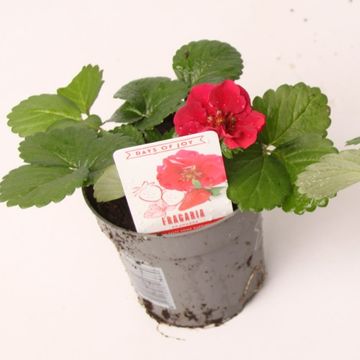 Fragaria x ananassa 'Summer Breeze'