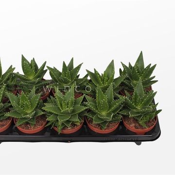 Aloe mitriformis