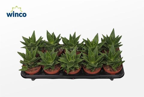Aloe mitriformis