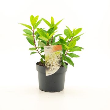 Hydrangea paniculata 'Limelight'