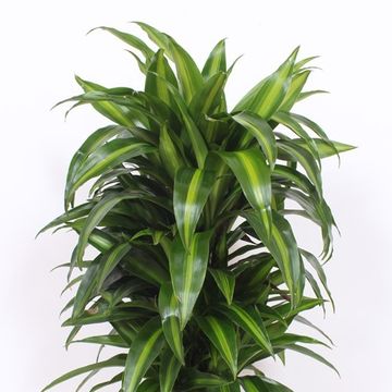 Dracaena fragrans 'Гавайан Саншайн'