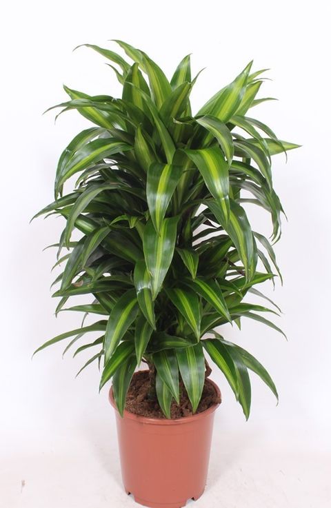 Dracaena fragrans 'Hawaiian Sunshine'