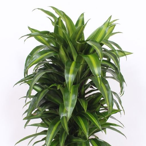 Dracaena fragrans 'Гавайан Саншайн'