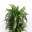 Dracaena fragrans 'Гавайан Саншайн'