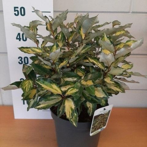 Elaeagnus x ebbingei MARYLINE