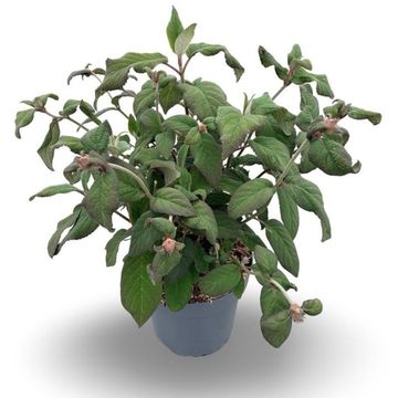 Hydrangea aspera 'Macrophylla'