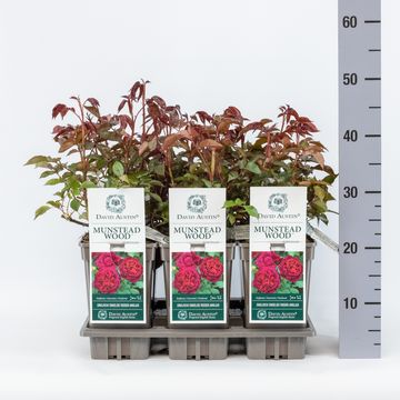 Rosa MUNSTEAD WOOD