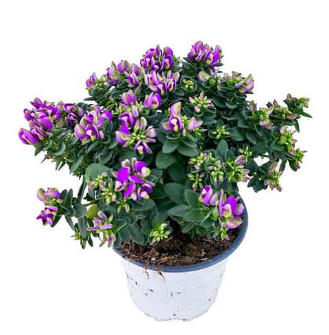 Polygala myrtifolia BIBI PINK