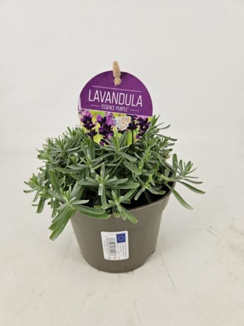 Lavandula angustifolia 'Essence Purple'